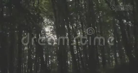 4K-阳光透过树叶视频