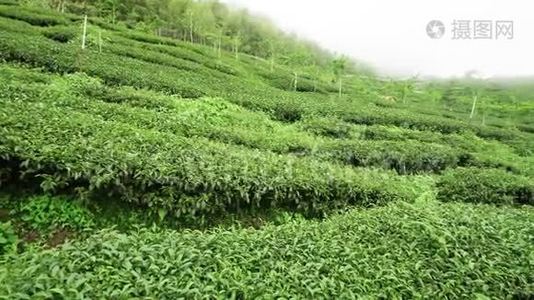 台湾茶园全景. 阿里山石竹山山坡茶园视频