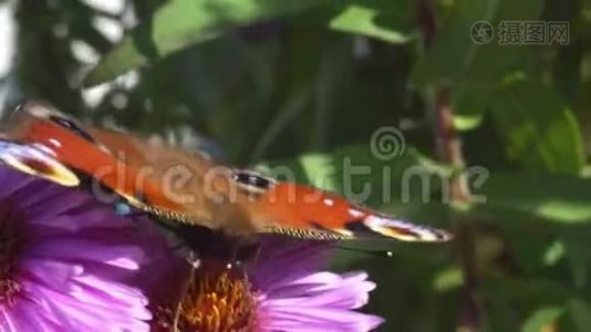 蝴蝶在花上。 以花粉为食的有翅昆虫视频