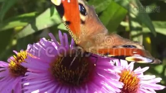 蝴蝶在花上。 以花粉为食的有翅昆虫视频