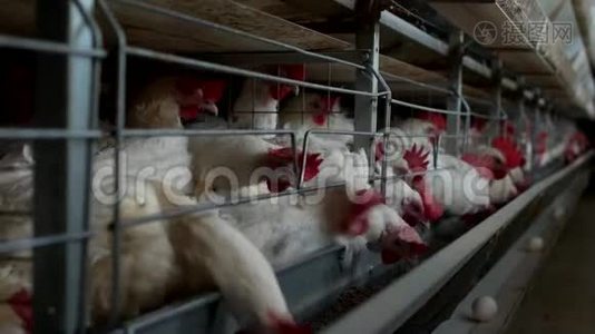 养鸡的家禽养殖场，鸡蛋经过运输、工厂、农场视频