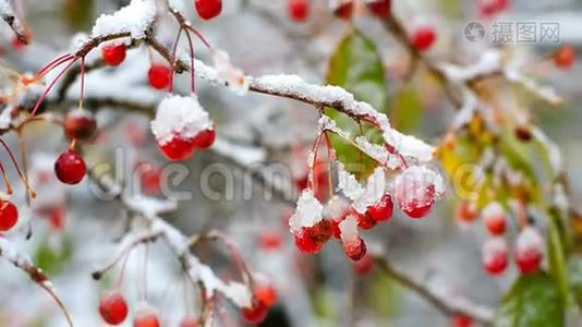 神奇的罗旺树浆果覆盖着冰雪视频
