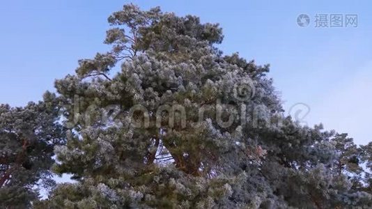 冬天的森林里，高大的松树覆盖着白色的霜霜，在蓝天上视频