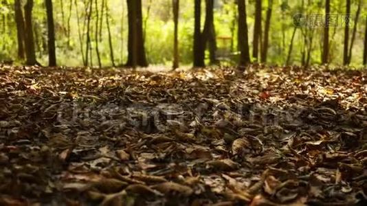 秋天森林系列-镜头滑过覆盖着棕色叶子的秋天森林地板的地面视频