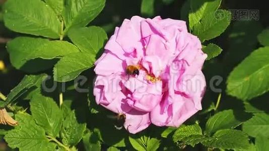 蜜蜂在玫瑰上收集花粉视频