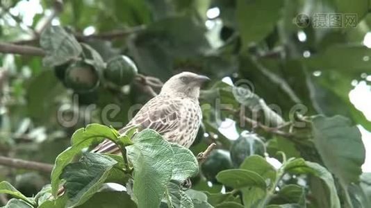 从树上掉下来视频