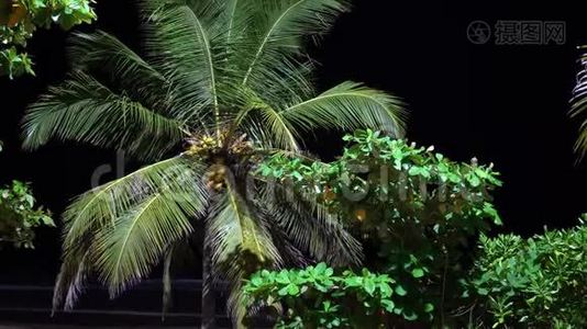 晚上海滩上的棕榈树。 旅游场所。视频