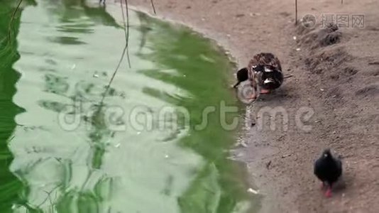 鸭子在池塘的岸边视频