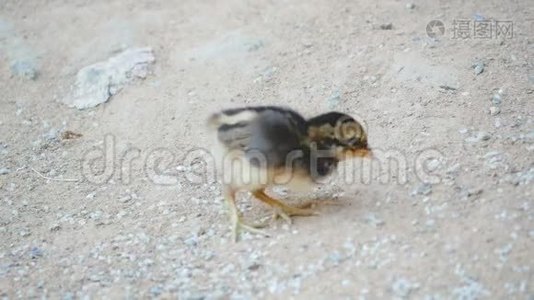 小鸡在地上散步和吃食物视频