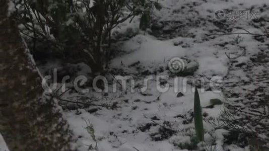 雪慢慢地覆盖着花园视频