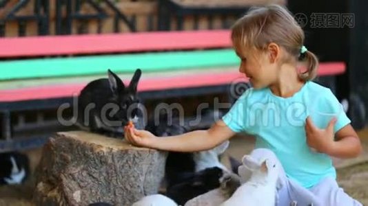 可爱的女孩用手喂兔子视频