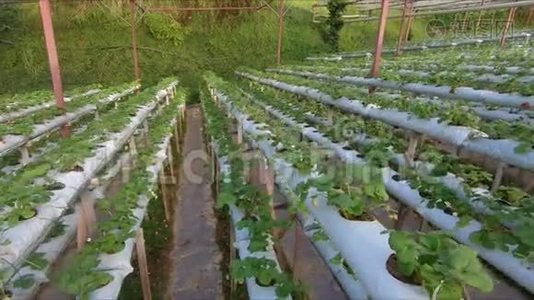 种植草莓的水培温室视频