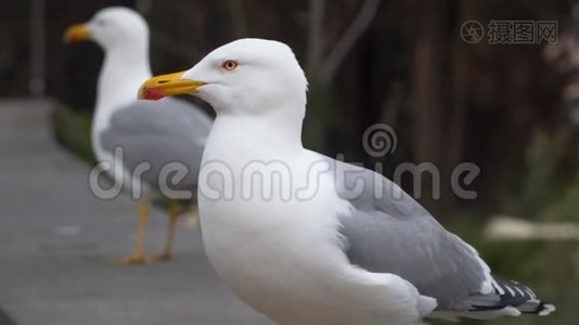 关闭海鸥罗马意大利视频