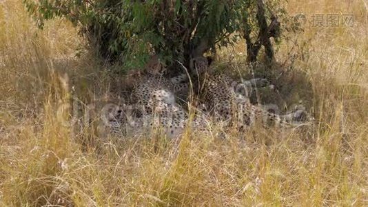 非洲猎豹家族在大草原的树荫中安息视频