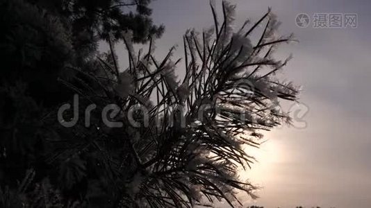 云杉针叶覆盖着海霜，在冬季阳光的背景下，松枝的轮廓。 特写镜头。 在视频