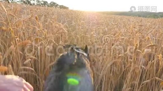跟着西伯利亚哈士奇狗飞快地穿过草地上的金色小穗，在日落时分来到她的主人身边。 年轻家庭视频