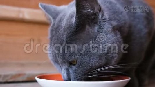 英国品种的蓝毛猫从碗里吃湿食物，特写镜头视频