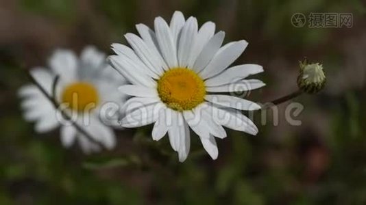 常见雏菊，白菊视频