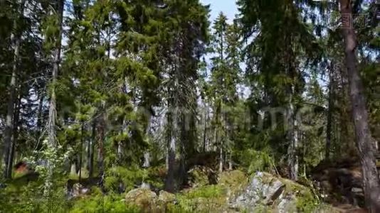 蓝天背景上绿松树的森林岩石山的壮丽景色。视频