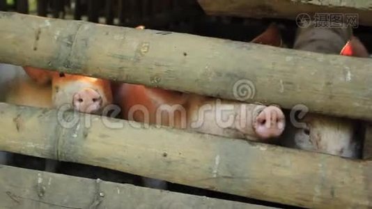 在泰国北部的一个小农场里，小可爱、脏兮兮的小猪把它们的鼻子推出来等待食物视频