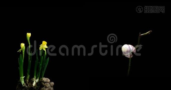 一组盛开的水仙花和兰花，一组两个时间图视频