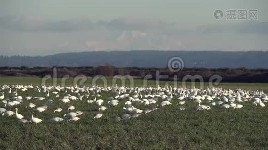 太平洋西北雪地变焦4K超高清视频