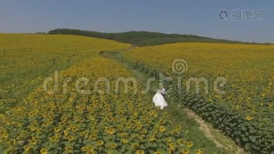 4K航拍片新郎和新娘走在一片向日葵盛开的田野里视频