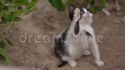 可爱的小黑白猫在街上缓慢地玩耍。视频
