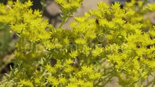 蜜蜂采集花蜜时间视频