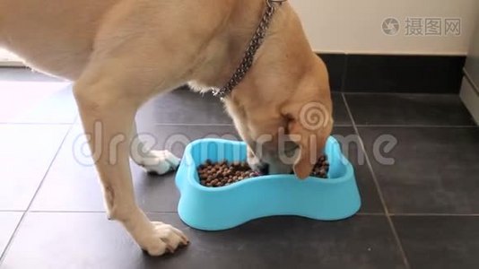 甜的黄色拉布拉多猎犬从碗里吃狗粮。 宠物在家享受。 美丽的饥饿的狗吃食物。视频