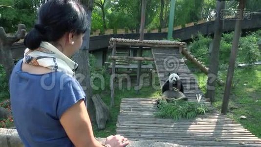动物园里看熊猫的女人视频