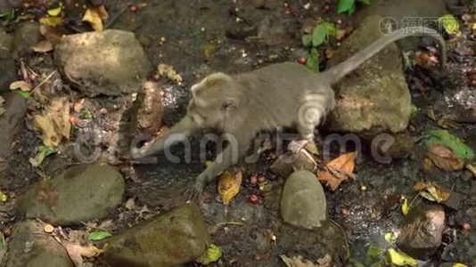 河边一群野生猕猴在寻找食物视频