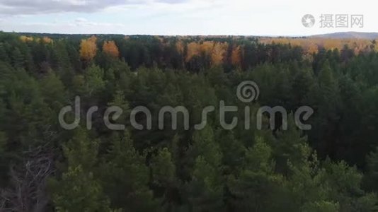 松树和白桦林上景建筑工地视频
