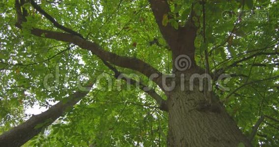 高大茂盛树木的低视角视频