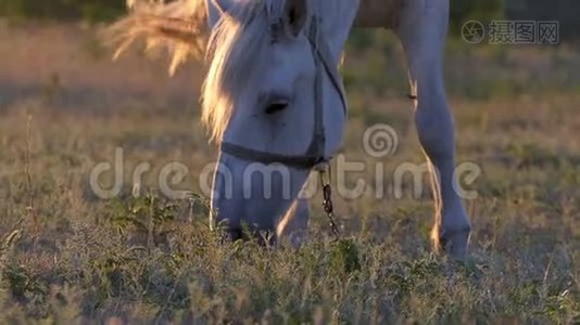 拍摄到一匹在日落时吃草的白马。视频