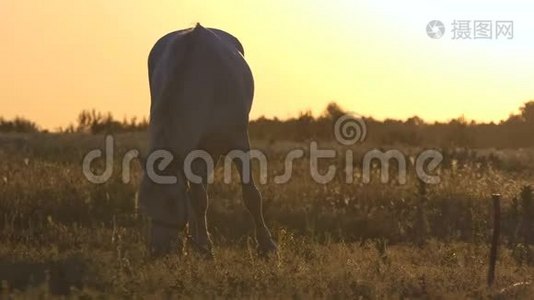日落时分，马在田野上吃东西。视频