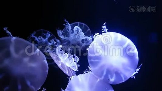 4K. 一组荧光水母在水族馆游泳池游泳。 透明水母水下镜头发光的美杜莎移动视频