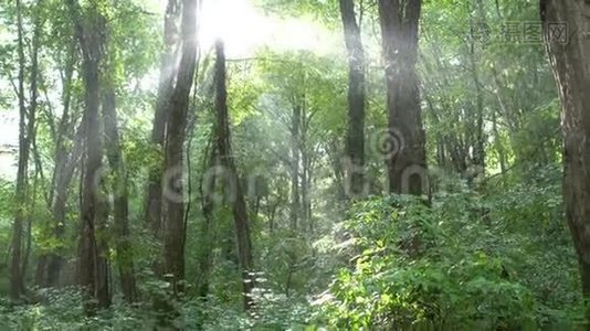 阳光透过热带公园的雨林照射，阳光透过阳光照射，镜头闪烁，移动视频