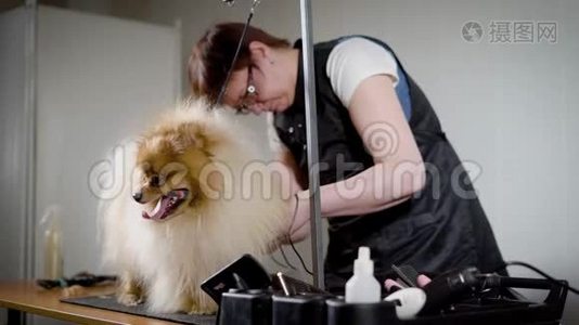 女性美容师正在使用电动剪毛器，在小的轻喷雾器的爪子上修剪羊毛，做单独的繁殖视频