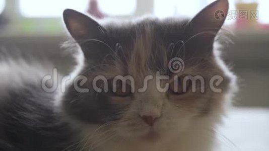 拍摄愤怒的猫的特写镜头，漂亮的黄眼睛看着镜头视频