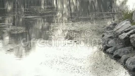 白天寒冷的冬天，在提奇诺河里游泳`河流动物视频