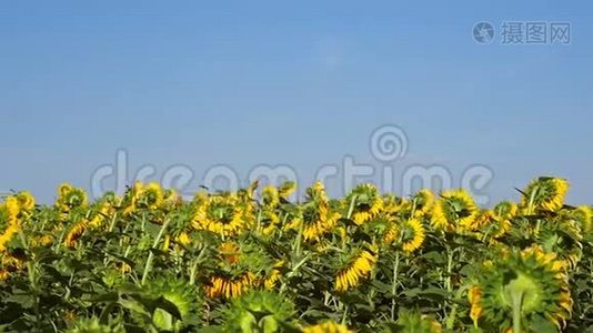 向日葵的田野映衬着蓝天.. 向日葵花田旁边的飞行摄像机视频