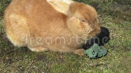 鲜亮的桔褐色兔子在杰里科海滩的蔬菜上觅食视频