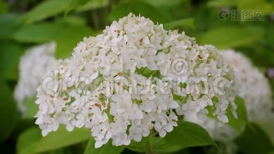 绣球花盛开的白花.. 在花园里。 美丽的白色花朵被绿色植物包围着视频