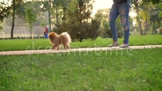 夏季白天女人和狗在公园散步，放松观念视频