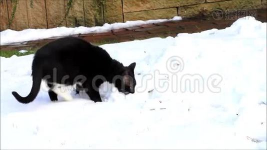 雪中的黑猫视频