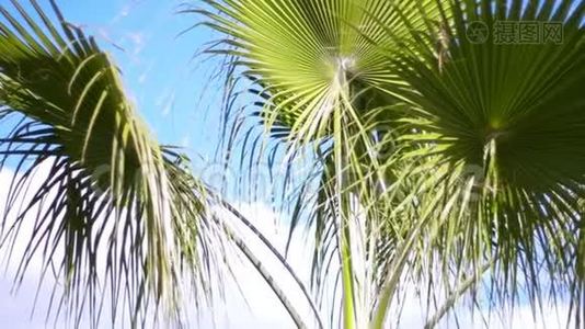 美丽的棕榈树，大的绿叶在缓慢的运动。 热带景色视频