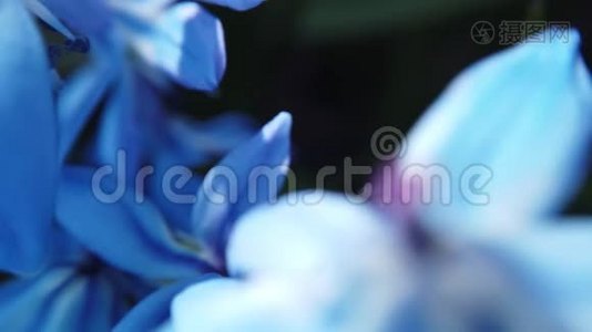 花园里的蓝花被风吹拂视频