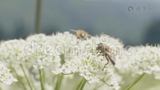 蜜蜂从草地上的野花授粉采集花蜜视频