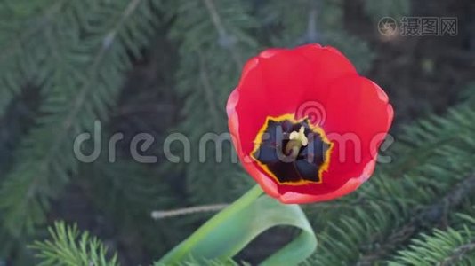 郁金香花中的雌蕊和雄蕊视频